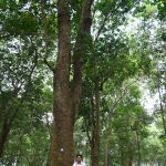Vườn cao su Lô 9: Minh chứng sống qua hàng thế kỷ