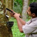 Ấn Độ: Người trồng cao su ở Karnataka yêu cầu hỗ trợ giá