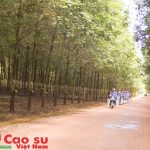 Những hạt giống đỏ mùa xuân
