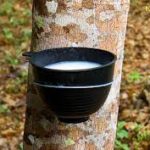 Đồn điền cao su có thể tạo ra 200 tỷ Naira mỗi năm tại Nigeria