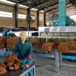 Cao su Hà Tĩnh vượt khó hoàn thành nhiệm vụ