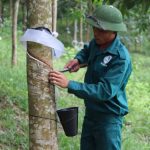 Các công ty cao su Duyên hải miền Trung: Ổn định sản xuất, chăm lo cho người lao động