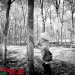 Mẹ đi cạo mủ