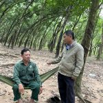 Mùa nước rút, hắn cho mủ nhiều lắm
