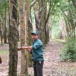 Trái ngọt có được từ sự cần cù trong lao động