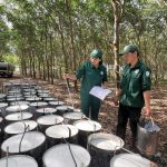 Không sợ vất vả, chỉ sợ cây không cho mủ !
