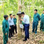 Cao su Lai Châu II ra quân khai thác mủ cao su