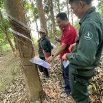 Cao su Điện Biên: Đảm bảo lao động sản xuất hiệu quả