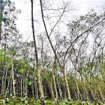 Cao su Sri Lanka thiệt hại nặng vì bệnh rụng lá đốm tròn