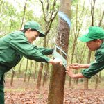 Phấn khởi vào mùa cạo mới