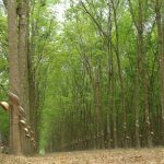 Trở về giữa rừng cao su