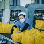 Phát triển sản phẩm cao su thương hiệu VRG từ nguồn nguyên liệu thu mua