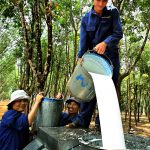 Lối Mòn Phủ Rêu Xanh…