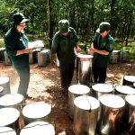 Các công ty cao su Đông Nam bộ: Hăng say lao động sản xuất, thi đua về trước kế hoạch