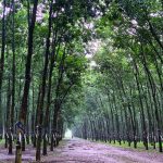 Dòng nhựa và hạt mưa