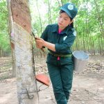 Mùa cạo mới - Niềm tin mới