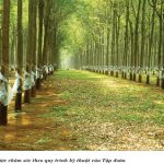 Cao su Lộc Ninh - Hành trình phát triển bền vững dưới ngọn cờ của Đảng
