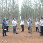 Cao su Chư Sê họp đầu bờ ứng phó bệnh rụng lá mùa mưa